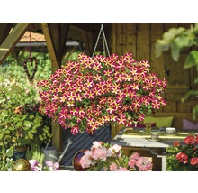 Hängpetunior i en hängande blomsterarrangemang i trädgården