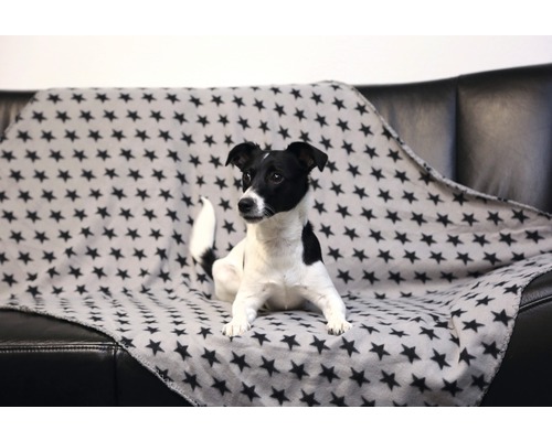 Hund sitter på en soffa med stjärnfilt