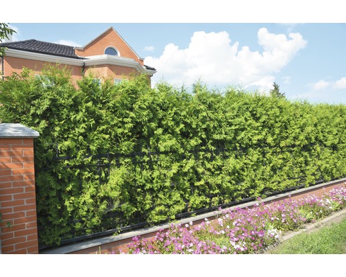 Synskyddshäck i trädgården med prydnadsblommor framför ett bostadshus