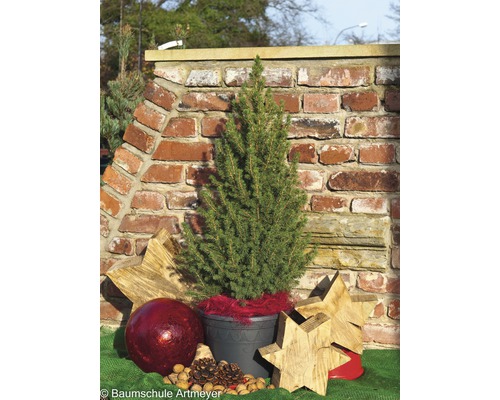 Konisk gran i kruka med juldekorationer framför en tegelvägg