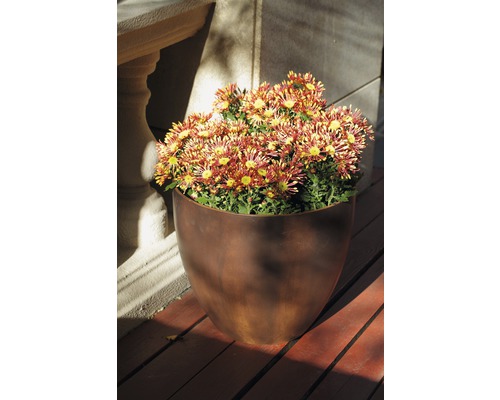 Krysantemum i en blomkruka