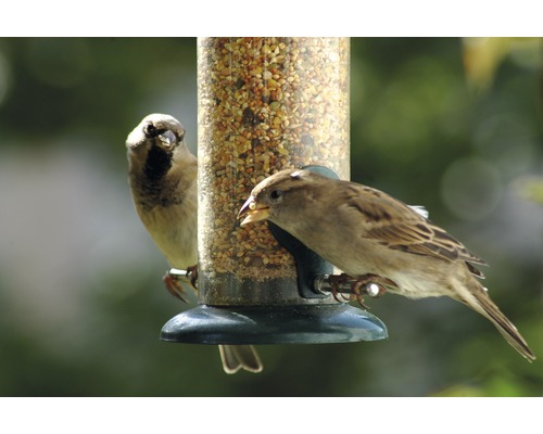 Två sparvar vid en fågelmatare med mat