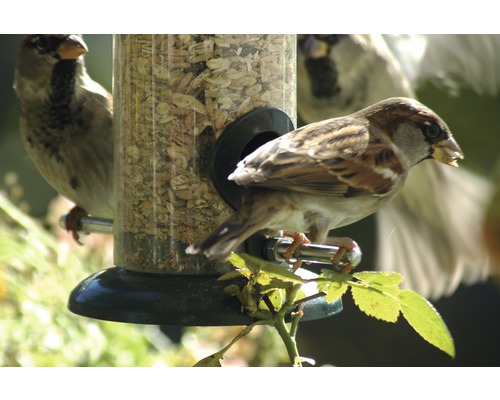 Sparvar vid en fylld fågelmatare