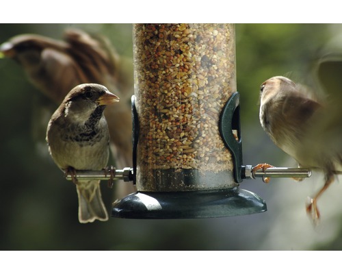 Sparvar vid en fågelmatare fylld med fågelfoder