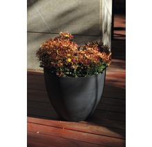 Blomkruka med krysantemum på träterrass