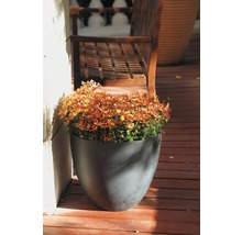 Blomkruka med säsongsblommor på en träterrass