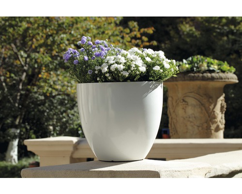 Blomkruka med lila och vita blommor