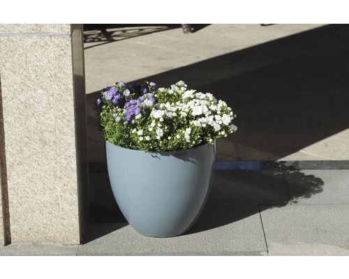 Blomkruka med vita och blå blommor