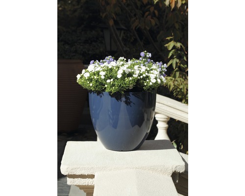 Blå blomkruka med vita och violetta blommor på en mur