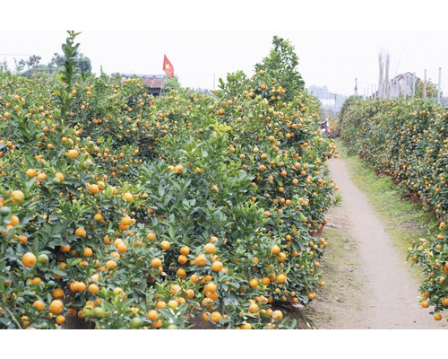 Rad av mandarin träd på ett fält