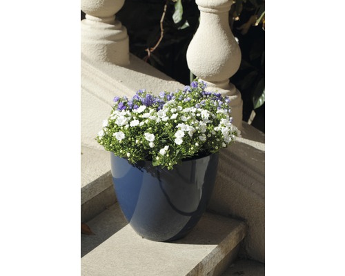 Blommor i kruka på en stentrappa