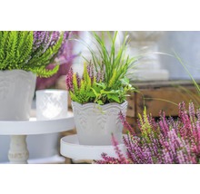 Arrangemang av ljung och prydnadsgräs i en vit blomkruka