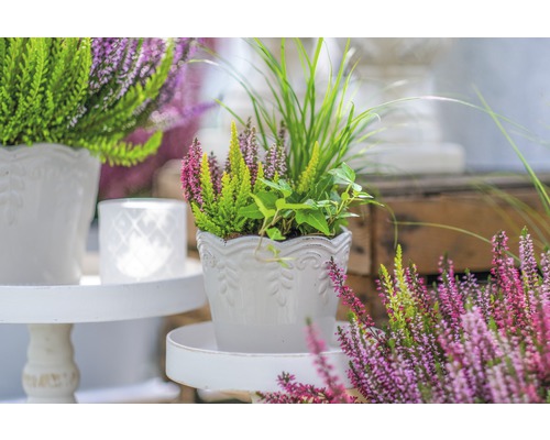 Arrangemang av ljung och prydnadsgräs i en vit blomkruka