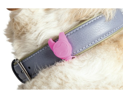 Hund med halsband och fästingborttagare