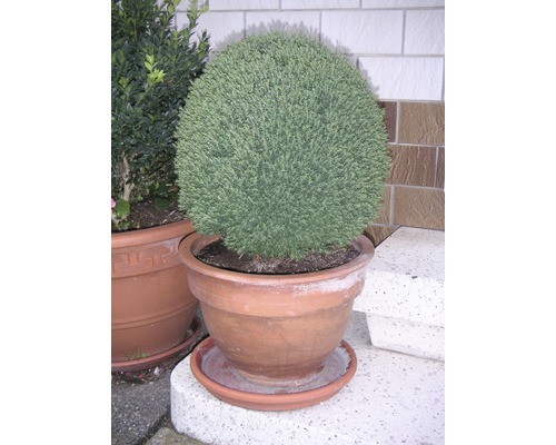 Klotcypress i terrakottakruka