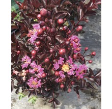 Kreppmyrten med mörka blad och blommor