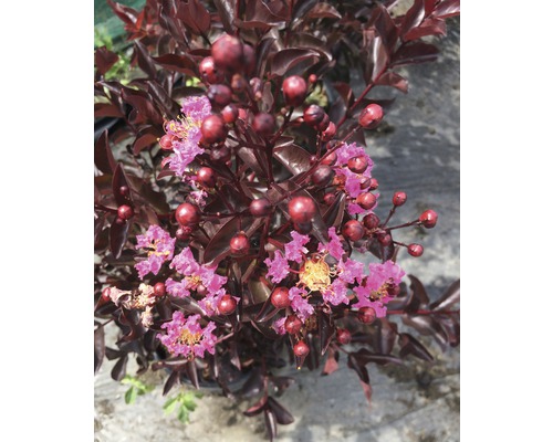 Kreppmyrten med mörka blad och blommor