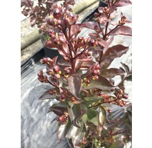 Blomställning av en Lagerstroemia indica-planta i kruka