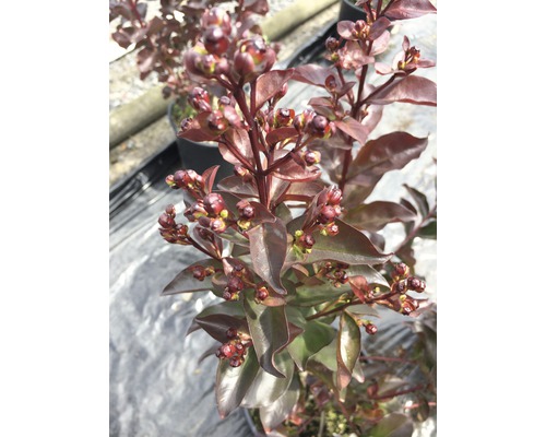 Blomställning av en Lagerstroemia indica-planta i kruka