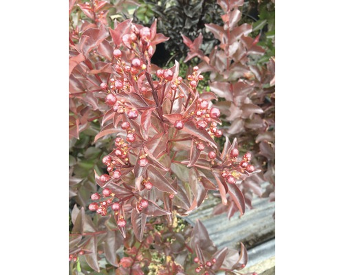 Närbild av en prydnadsväxt med blad och bär