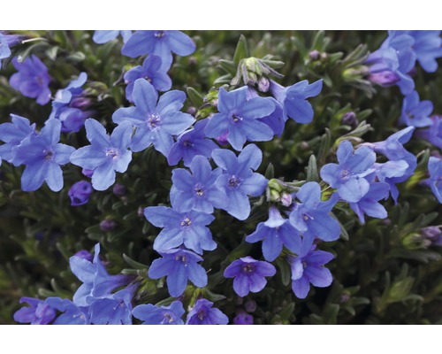 Blommor av aubrieta
