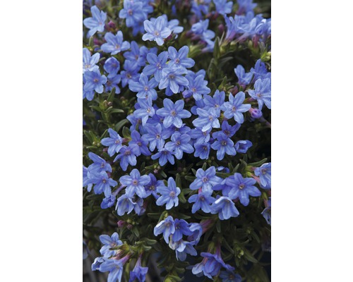 Närbild av blå Glandularia-blommor