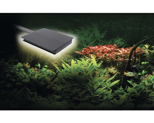 Belyst akvariumområde med fiskar och vattenväxter