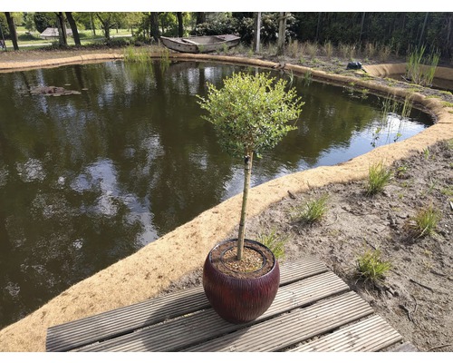 Klotliguster uppstammad FLORASELF Ligustrum delavayanum stamhöjd 50cm Co 3L Landskapsscen med damm, strandskydd och ett träd i en kruka på en träterrass