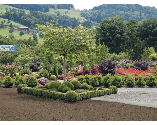Lummig trädgård med olika växter, buskar och träd framför ett grönt kullandskap.