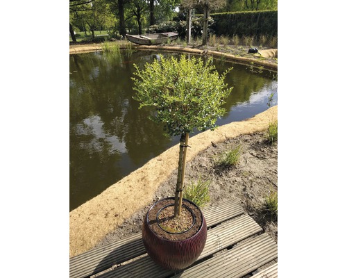 Buxbomsklot i kruka på en träterrass, med en damm i bakgrunden