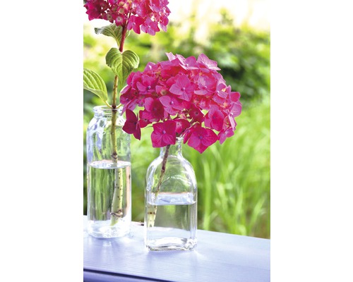 Två glasvaser med hortensiablommor