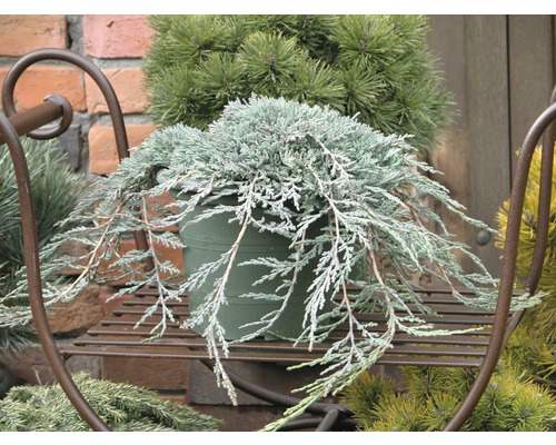 Amerikansk kryp-en BOTANICO Juniperus horizontalis Icee Blue 30-40cm co 3,7L Cypress i kruka på ett växtställ