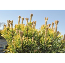 Närbild av en gyllene tall i trädgården.