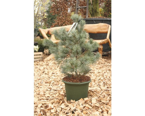 Tall i kruka för utomhusbruk