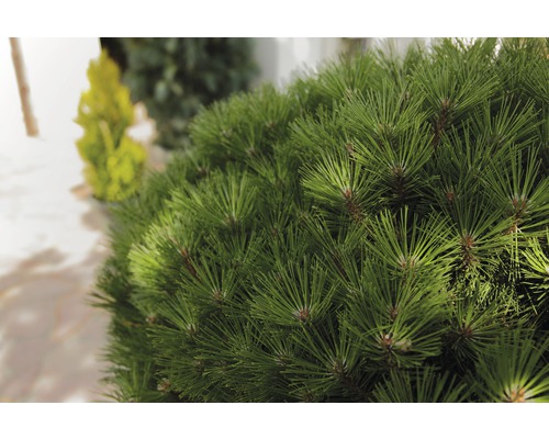 Närbild av en dvärgtall i trädgården.