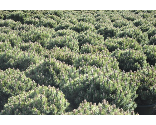 Många små bergstallar på fältet