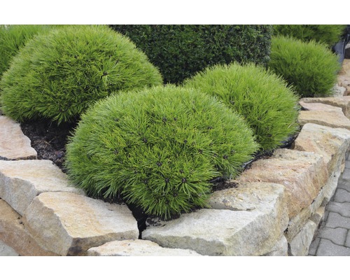 Flera dvärgtallar i en stenparti.