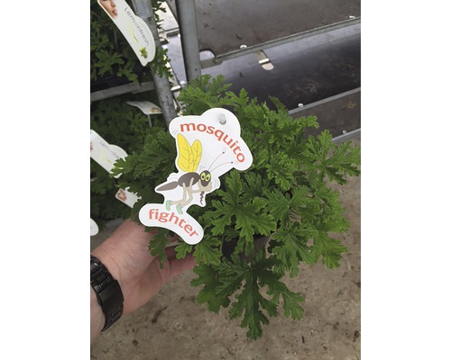 Pelargon FLORASELF Pelargonium 'Mosquito Fighter' krukstorlek Ø12cm doftande avskräcker myggor Pelargon FLORASELF Pelargonium 'Mosquito Fighter' krukstorlek Ø12cm doftande avskräcker myggor
