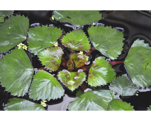 Närbild av vattenkastanjblad på vatten