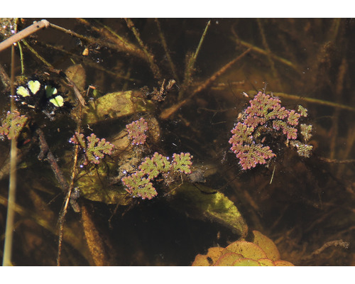 Azolla filiculoides växter flyter i dammen