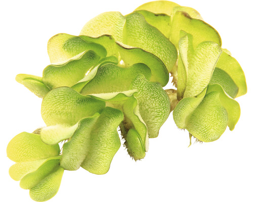 Flytande ormbunke vattenväxt