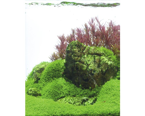 Akvariumlandskap med stenar, mossa och vattenväxter