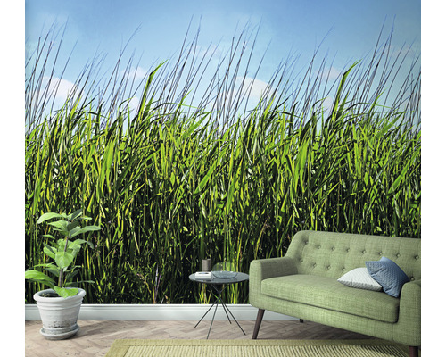 Vardagsrum med fototapet med gräsmotiv, soffa och krukväxt