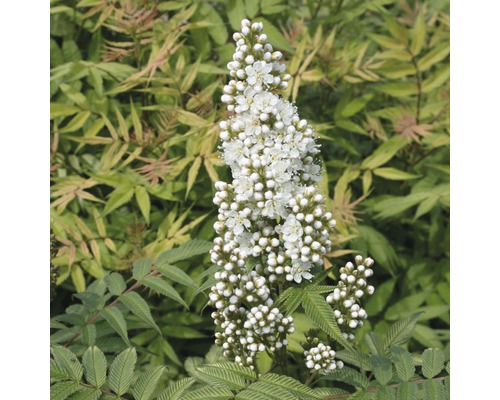 Blomställning av en spirea växt