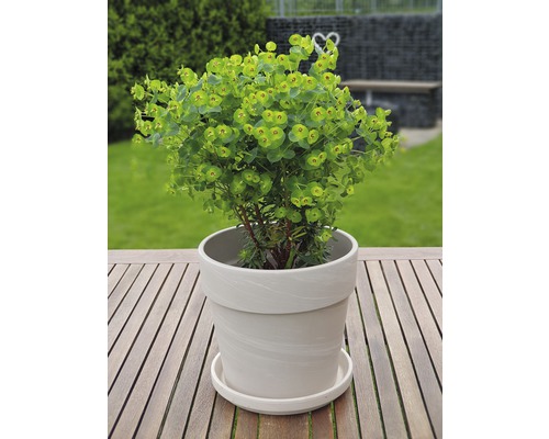 Växten Euphorbia i en blomkruka på ett bord