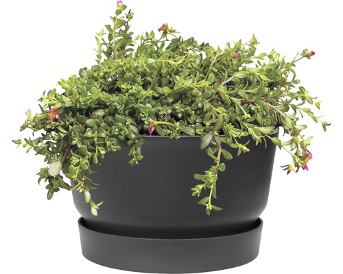 Växt i en blomkruka med fat