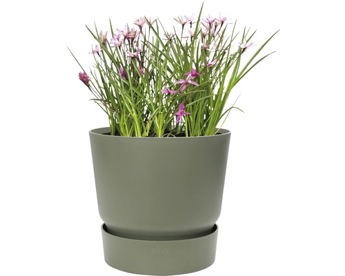 Blomkruka med blommande växter