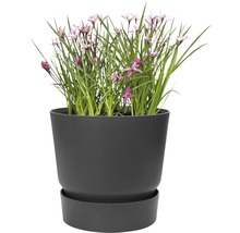 Blomkruka med växt