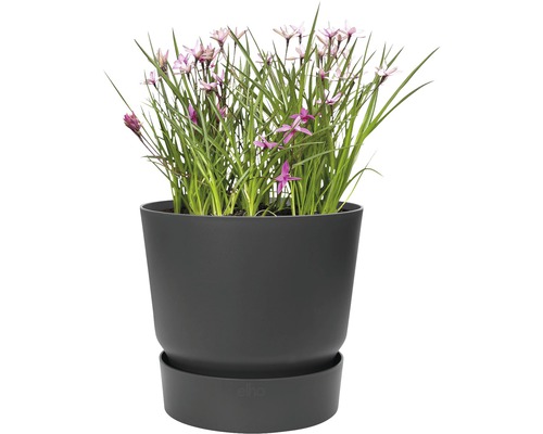 Blomkruka med växt