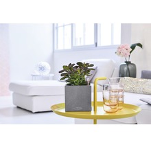 Rum med suckulent i en grå växtlåda på ett gult bord